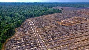 Sawit di Papua : Pembangunan atau Perpanjangan tangan Kolonialisme