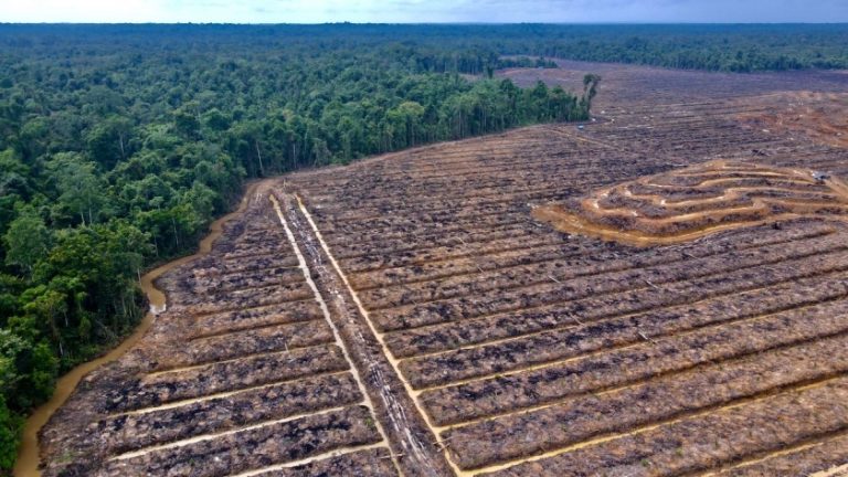 Sawit di Papua : Pembangunan atau Perpanjangan tangan Kolonialisme